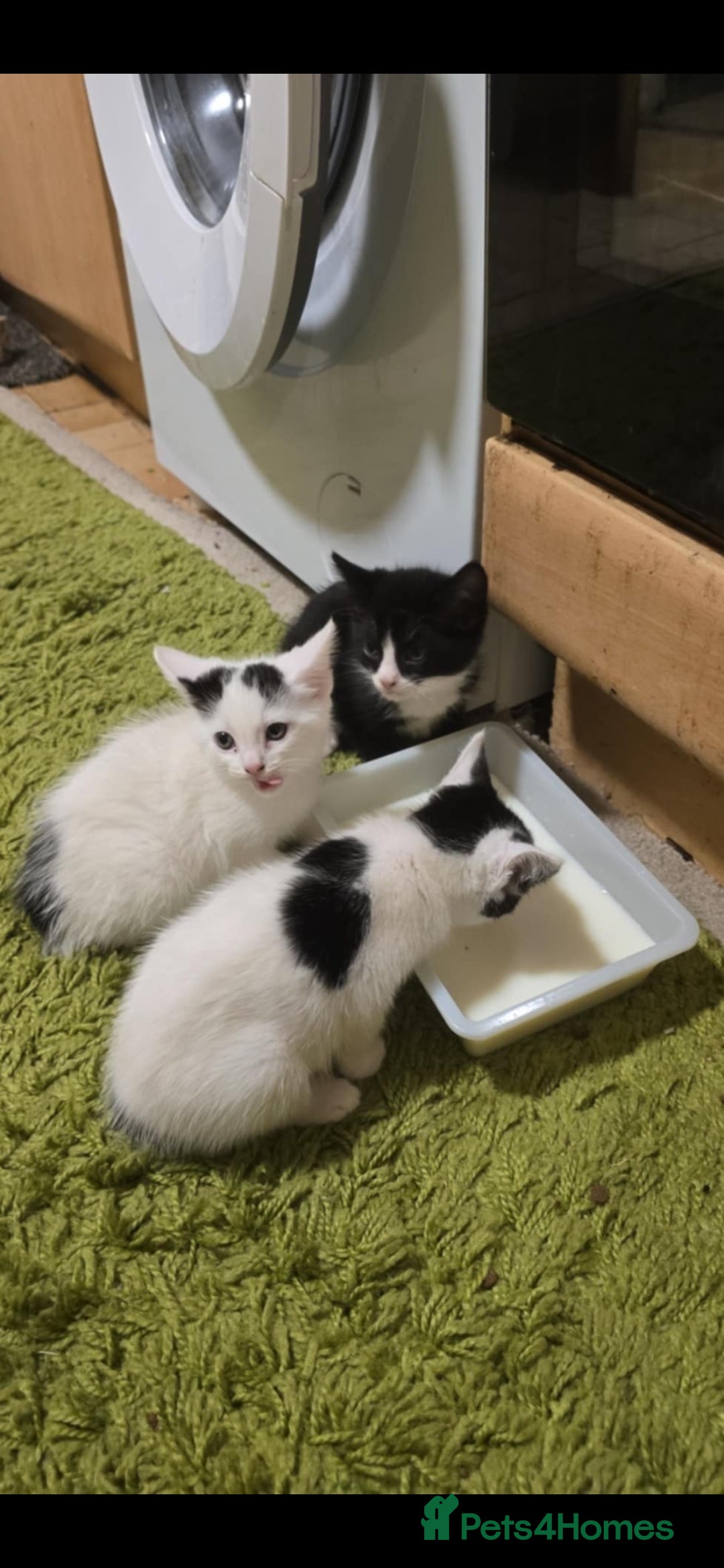Mixed Breed cats for sale: Beautiful kittens ready to go - Advert 6