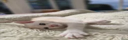 British Longhair cats for sale: Most Beautiful British Longhair Kittens - Advert 29