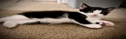 Mixed Breed cats for sale: 🐾 Clean, Healthy Bombay x Turkish Van Kittens - Advert 29