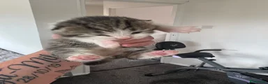 Mixed Breed Kitten 2
