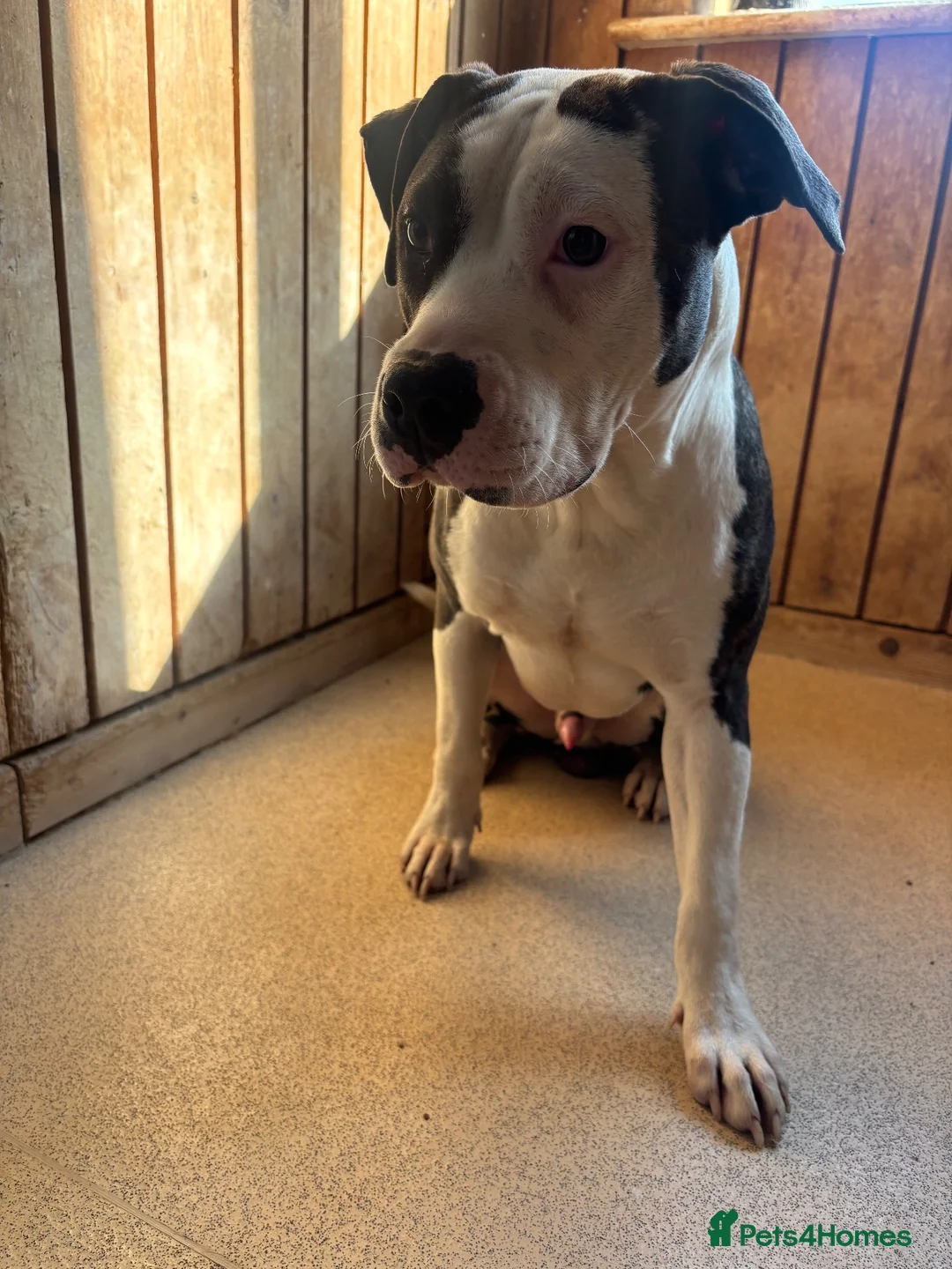 Mixed Breed dogs for sale: Spot is looking for his forever home - Advert 4