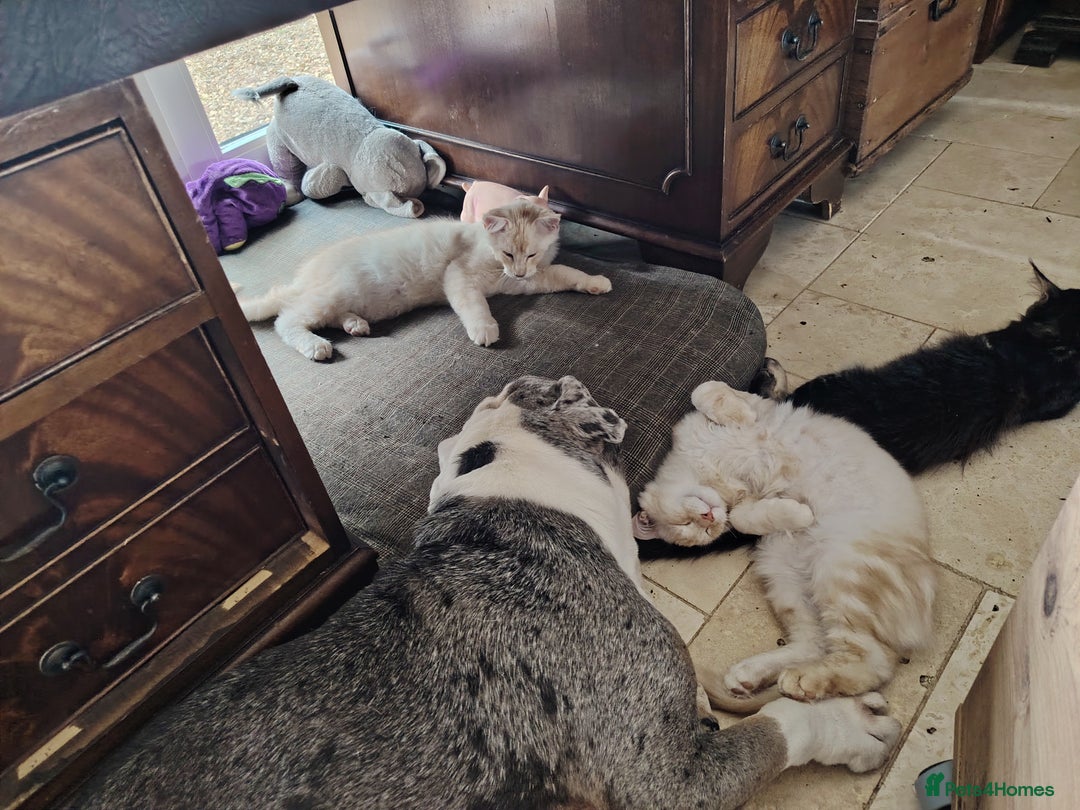 Maine Coon cats for sale: Pure Mainecoon boy Fun, intelligent, home raised. - Image 14