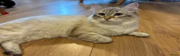 Siberian cats for sale: Siberian Male Cat – Neutered, 11 months old - Advert 3