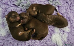 Shih Tzu dogs for stud: Stunning Lavender Dobie Shih Tzu in Motherwell - Image 14