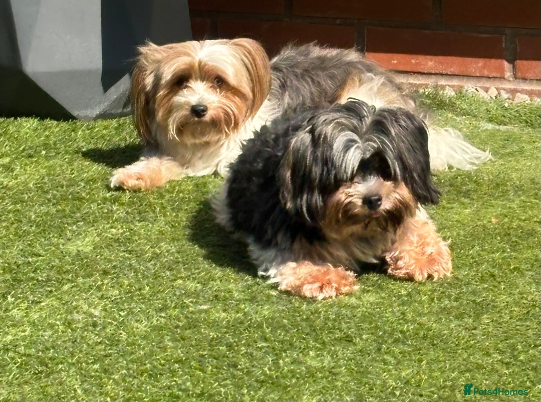 Biewer Terrier dogs for sale: 4 Biewer Terrier Puppies for Sale in Cheshire  - Image 16