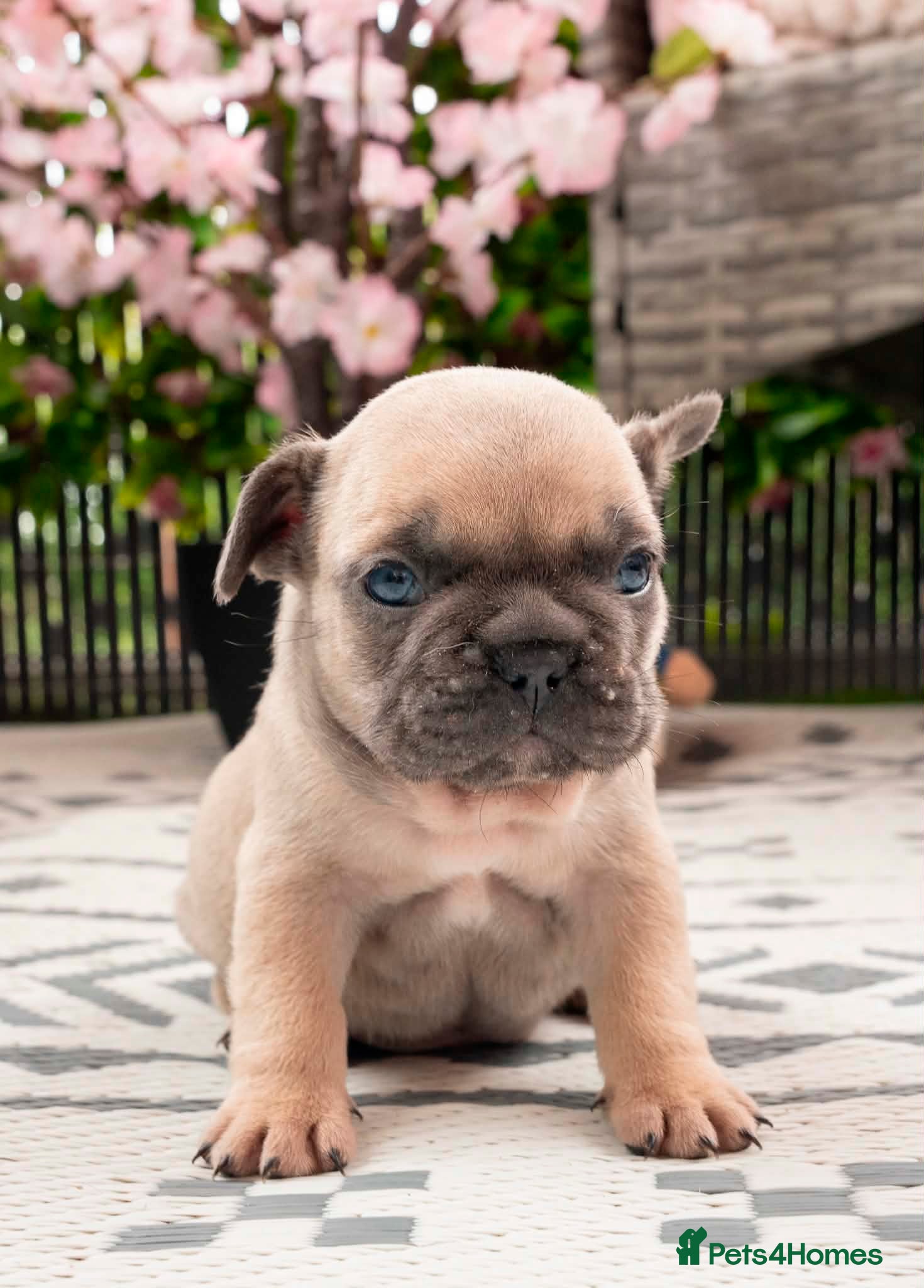 French Bulldog dogs French bulldog kc 5 gen - Advert 9