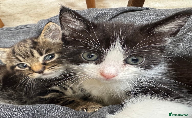 Domestic Shorthair cats - Advert 9