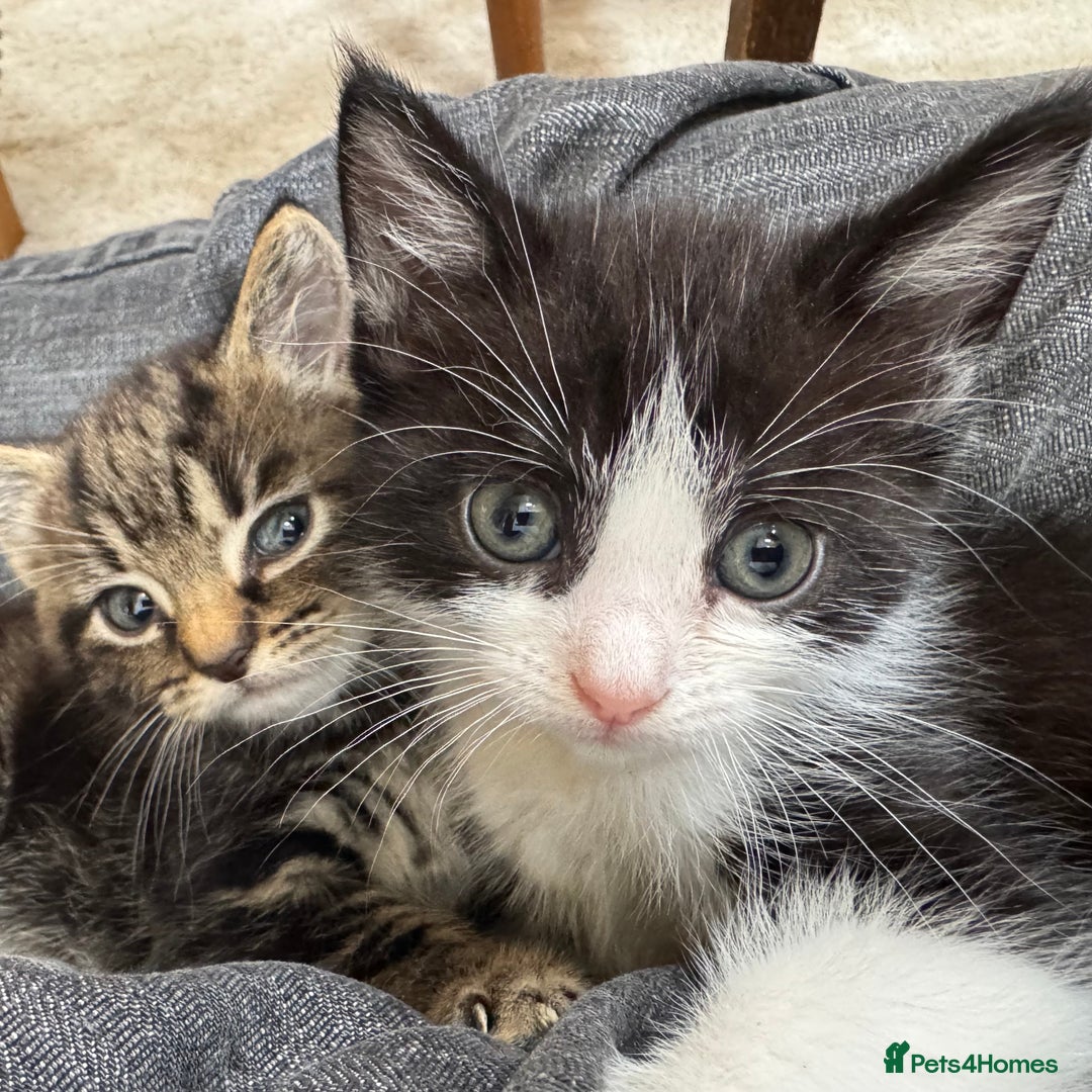 Domestic Shorthair cats for sale: Super sweet kittens - Image 1
