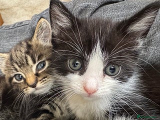 Domestic Shorthair cats - Advert 31