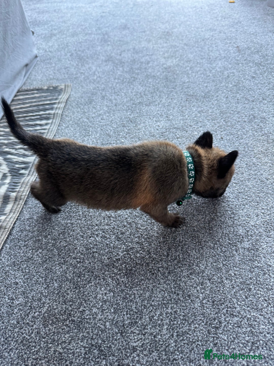 Mixed Breed dogs for sale: German Shepherd x Belgian Malinois - Image 1