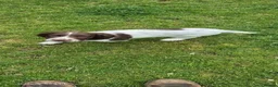 English Springer Spaniel dogs for sale: 2 kc regestered springer pups  - Advert 3