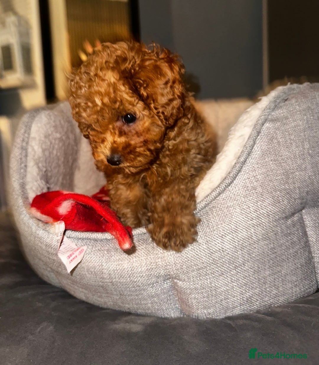 Toy Poodle dogs for sale: ❤️ Tiny Fluffy Red Toy Poodle ❤️ - Advert 2