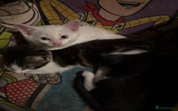 Khao Manee cats for sale: cute white and black kittens and one bengal cat - Image 2