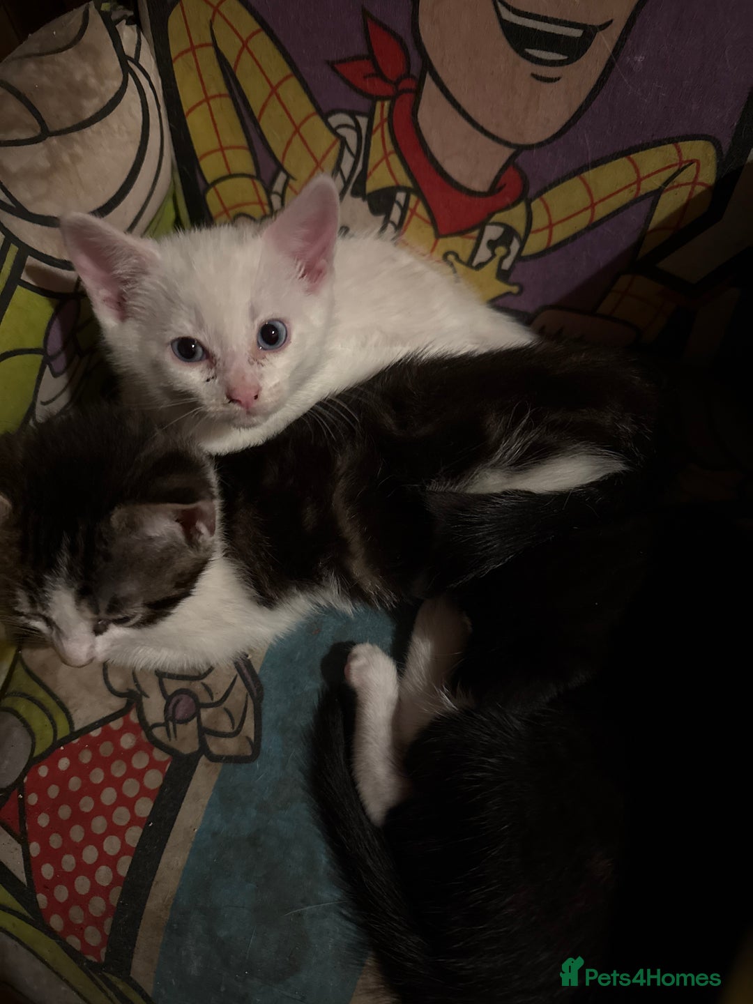 Khao Manee cats for sale: cute white and black kittens and one bengal cat - Image 2