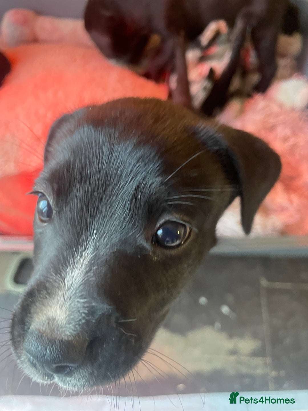 Mixed Breed dogs for sale: Aussie shepherd/staffy - Image 4