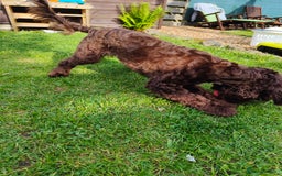 Cockapoo dogs for stud: Cockapoo for stud  - Advert 8