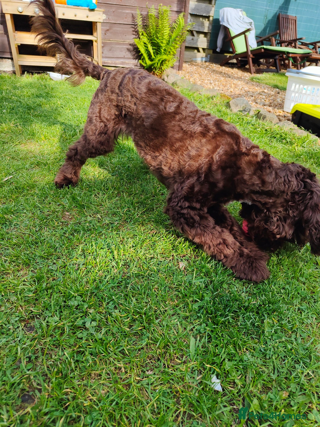 Cockapoo dogs for stud: Cockapoo for stud  - Advert 8