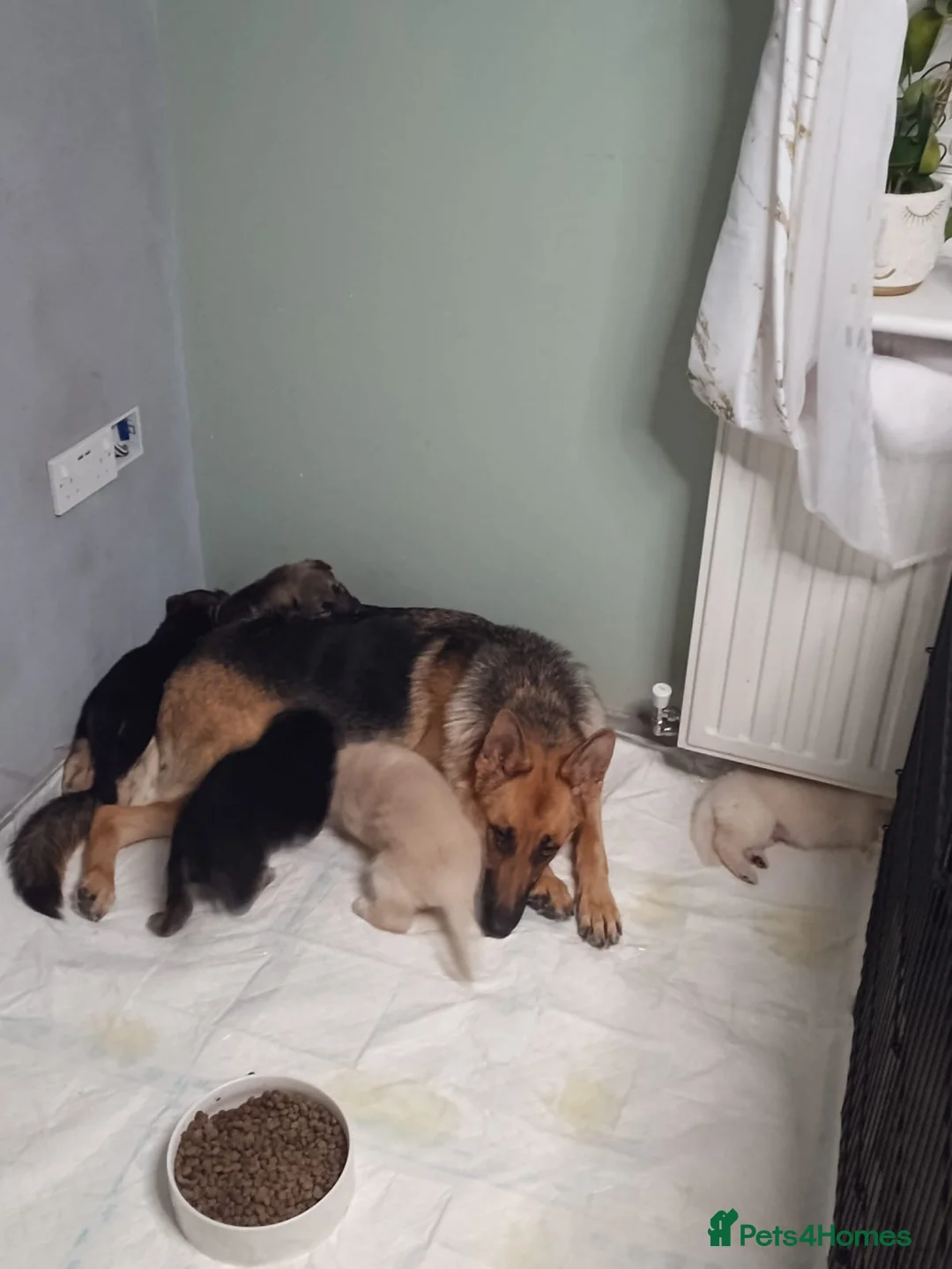 German Shepherd dogs for sale: German shepherd puppies - Advert 19