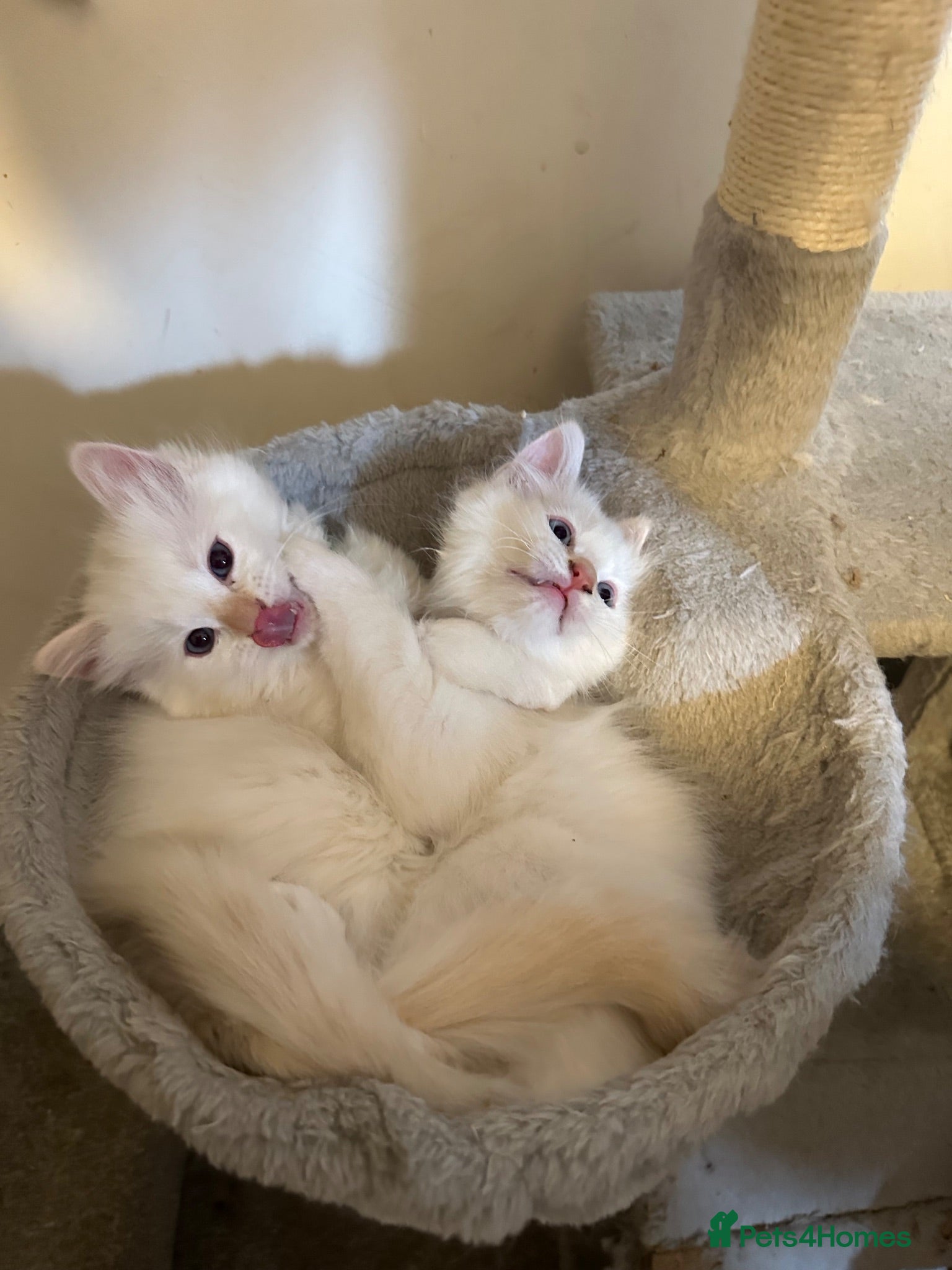 Ragdoll cats Ragdoll kittens available  - Advert 2
