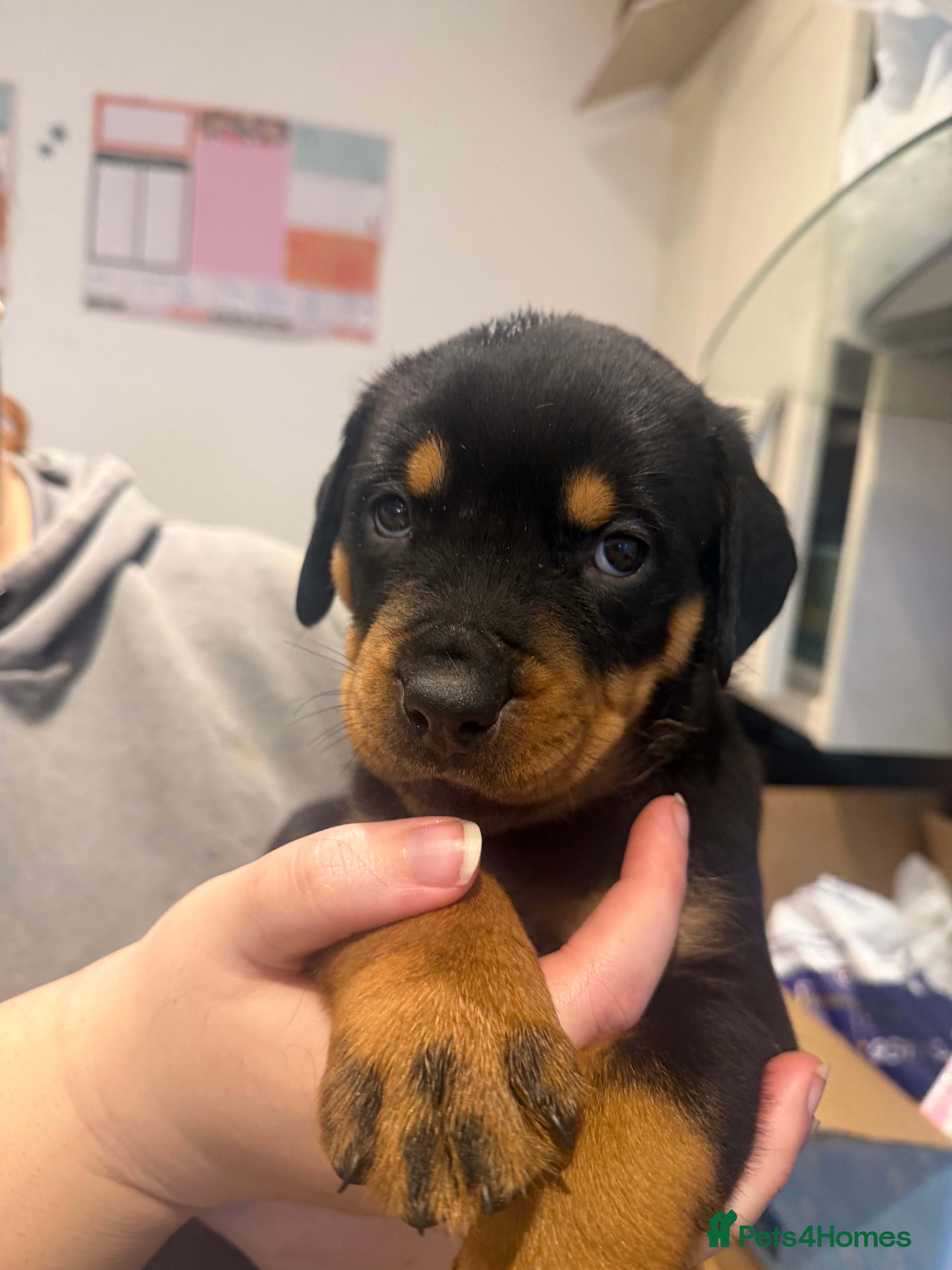 Rottweiler dogs Chunky Rottweiler Puppies - Advert 5