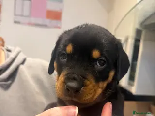 Rottweiler dogs Chunky Rottweiler Puppies - Advert 5