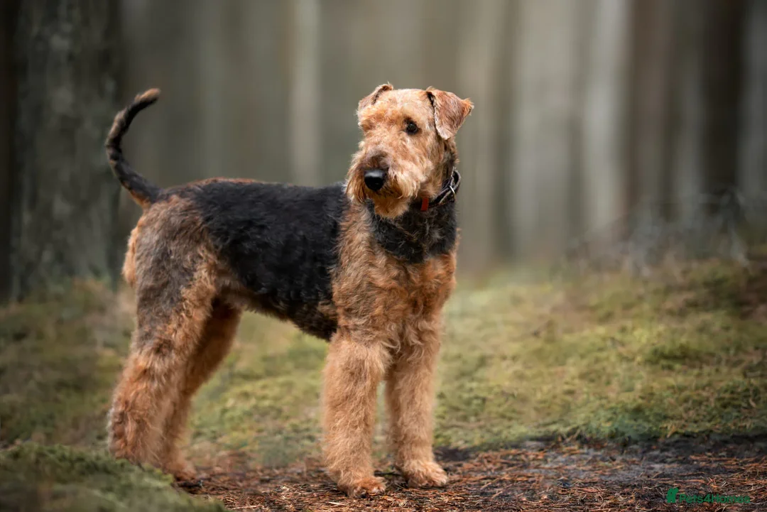 Airedale Terrier dogs for sale: Test Airedale's - Advert 5