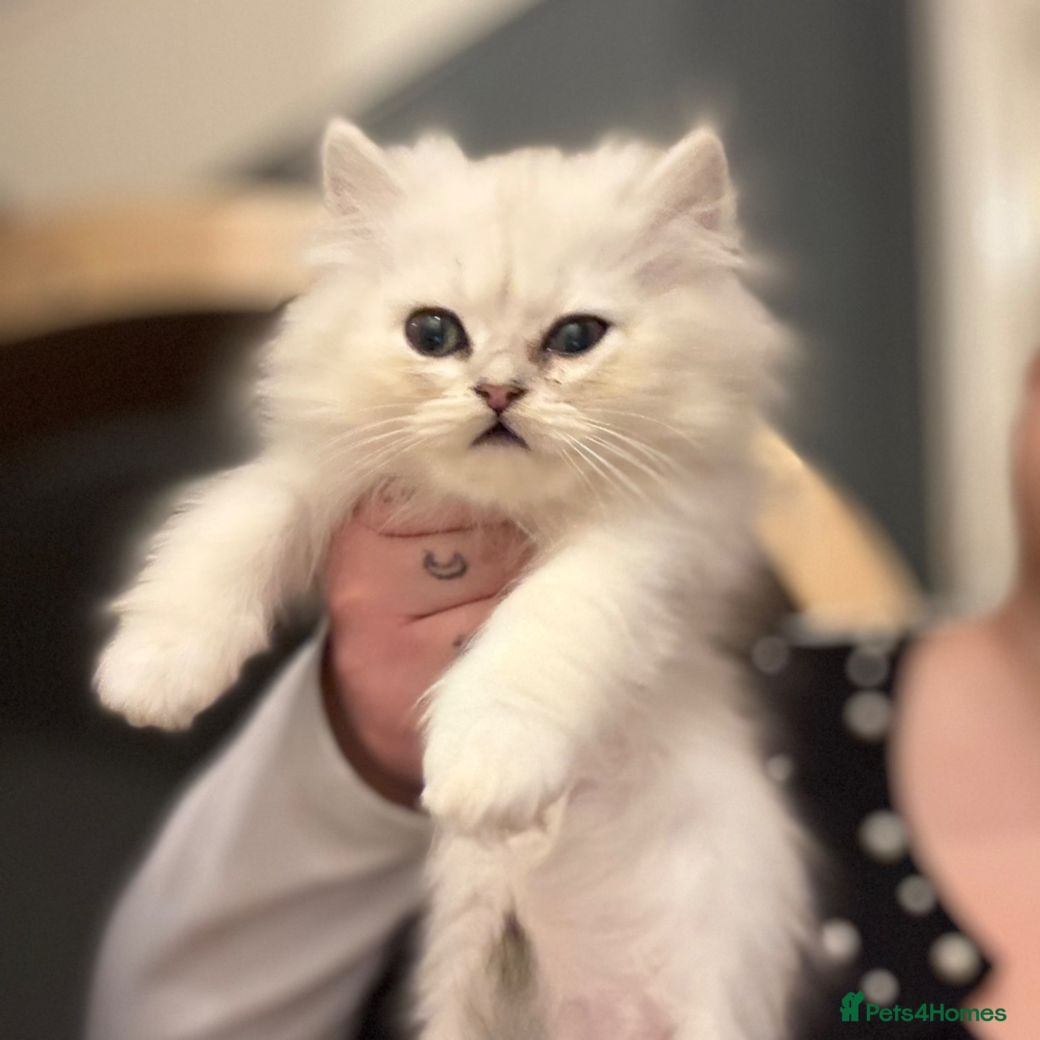 Persian cats 3 dollface Persian chinchillas available  - Advert 12