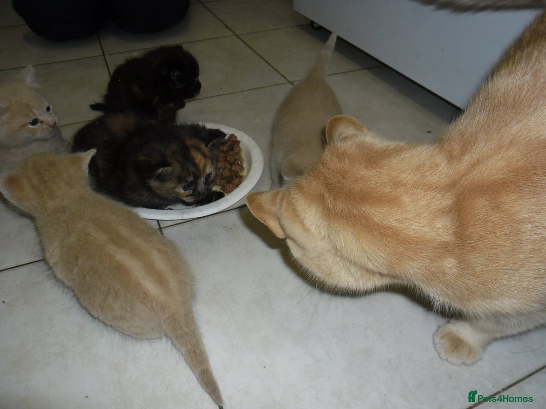 Mixed Breed cats for sale: 8 BEUTIFUL KITTENS FOR SALE - Image 12