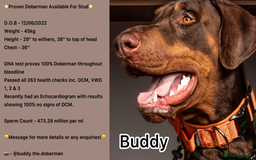 Dobermann dogs for stud: Doberman Available For Stud in Sutton Coldfield - Image 1