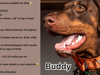 Dobermann dogs Doberman Available For Stud in Sutton Coldfield - Advert 1
