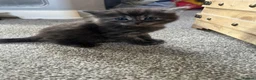 Bengal cats for sale: Bengal x Maine coone kittens - Advert 27