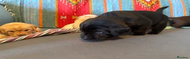 Labrador Retriever Puppy 8