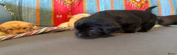 Labrador Retriever dogs for sale: Gorgeous Yellow Labrador Retriever, KC Reg HC - Advert 5