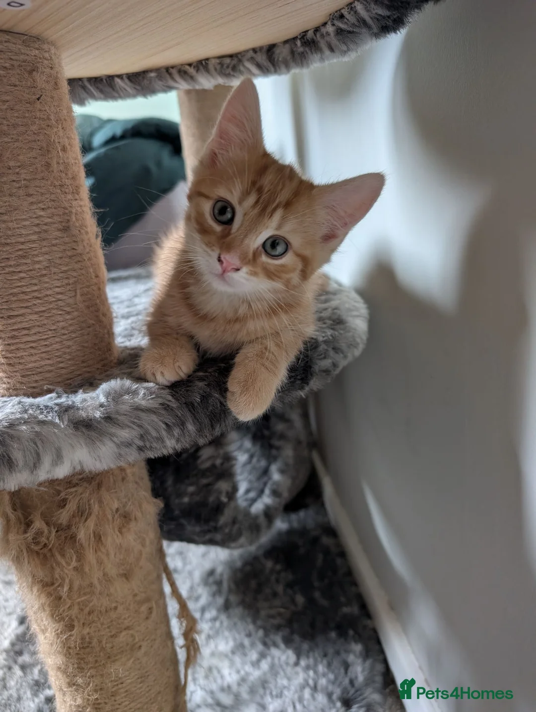 Mixed Breed cats for sale: Maine Coon mix boy in Lincoln - Advert 2
