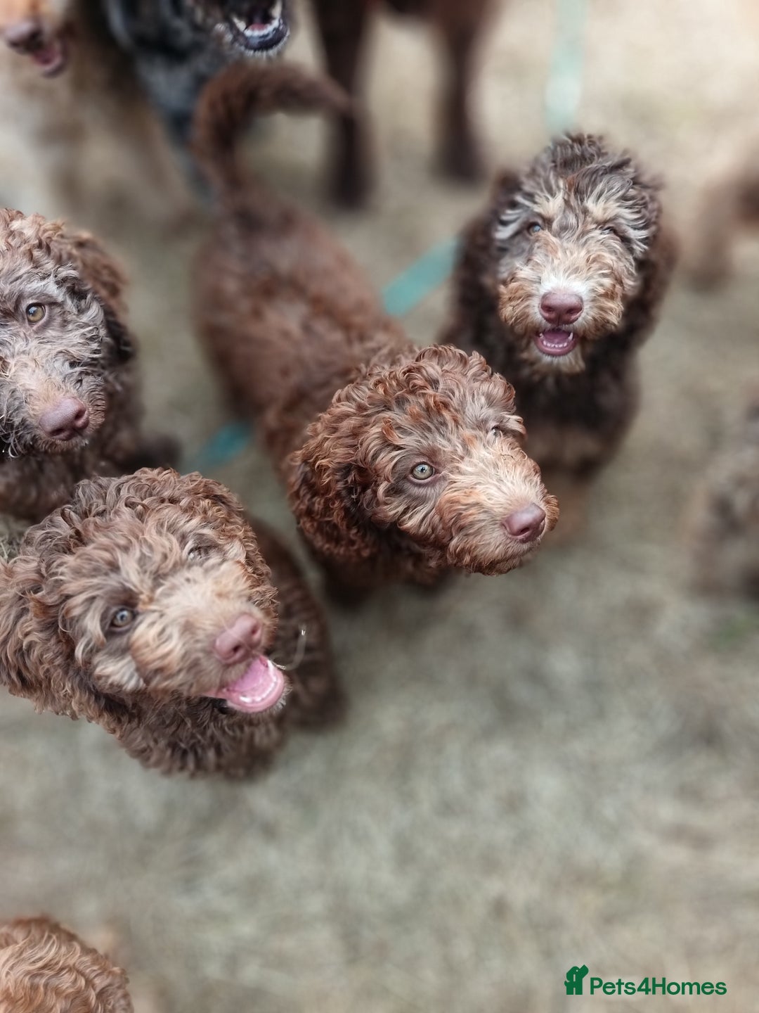 Labradoodle dogs for sale: 🌈The work has been done , choose your breeder 🌈 - Image 10