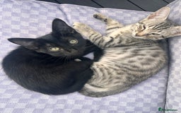 Savannah cats for sale: African bloodline, savanna kittens - Image 7