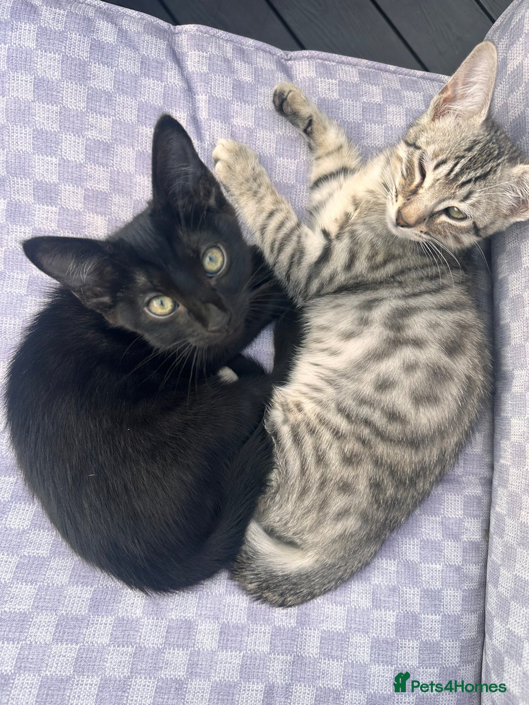 Savannah cats for sale: African bloodline, savanna kittens - Image 7