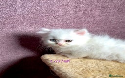 Persian cats for sale: Purebred Persian Kittens Rare White Coat&Blue Eyes - Image 4