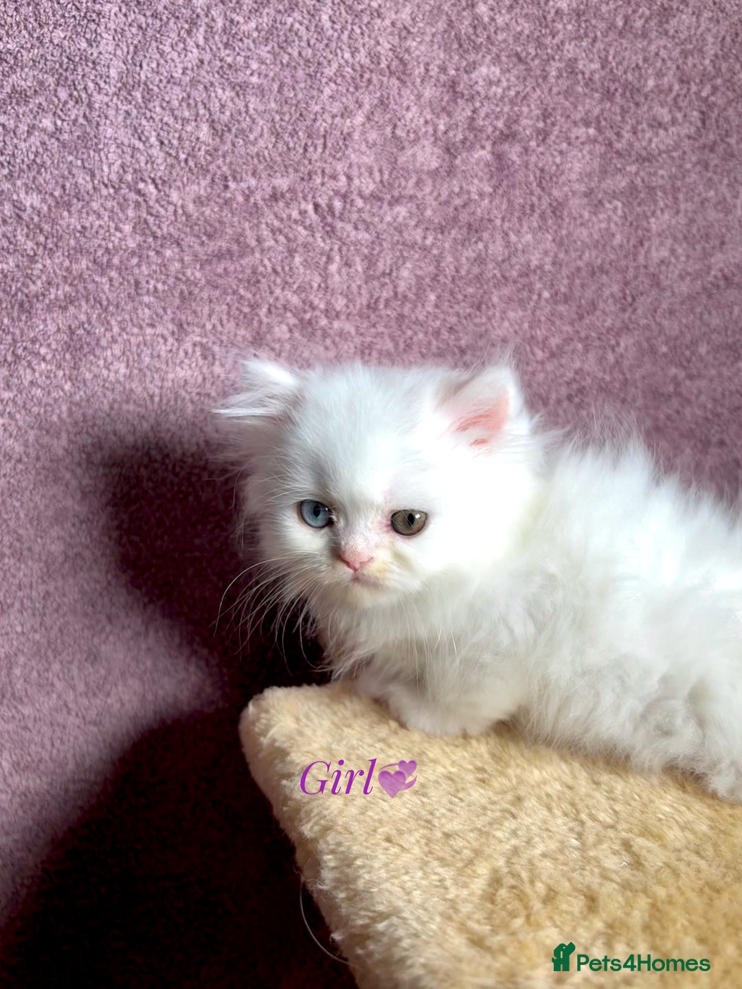 Persian cats for sale: Purebred Persian Kittens Rare White Coat&Blue Eyes - Image 4