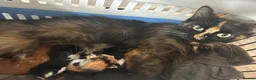 Turkish Van cats for sale: Very Fluffy Turkish Van Kittens  - Advert 3