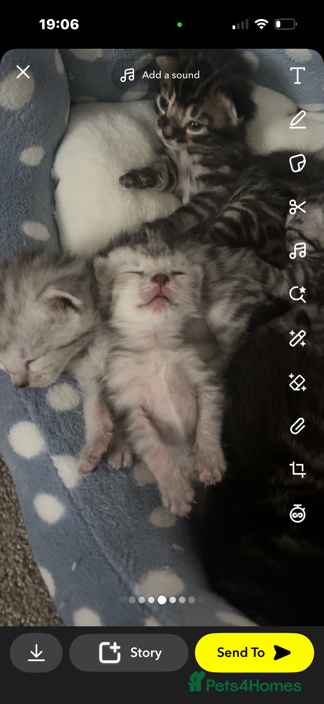 Bengal cats for sale: Bengal kittens - Image 4