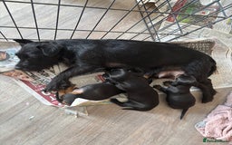 Mixed Breed dogs for sale: Dachshund x patterdale - Image 1