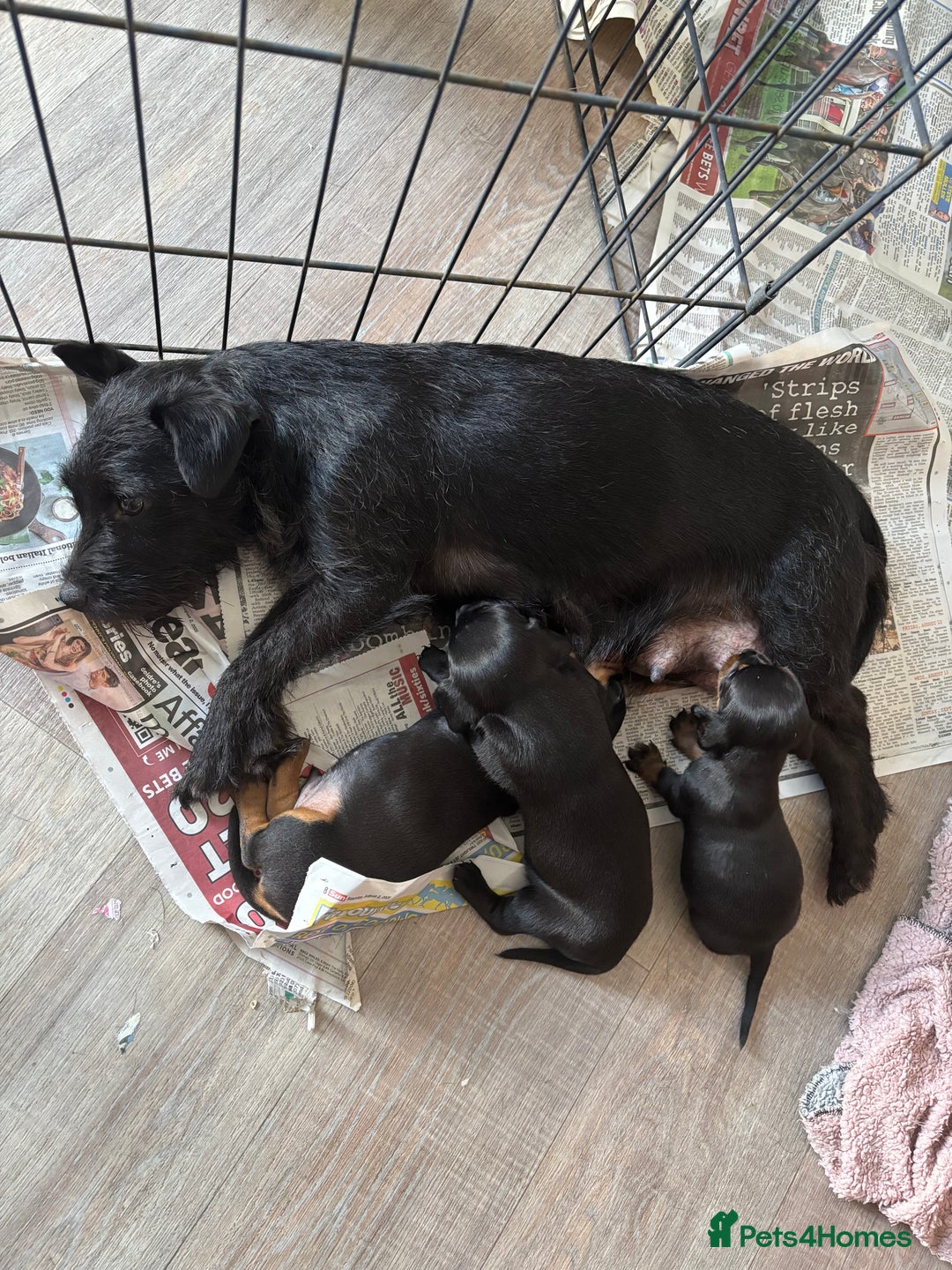 Mixed Breed dogs for sale: Dachshund x patterdale - Image 1