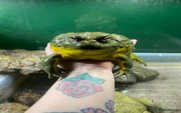 Frog reptiles for sale: Pair of Giant African Bullfrogs with Setup  - Image 12