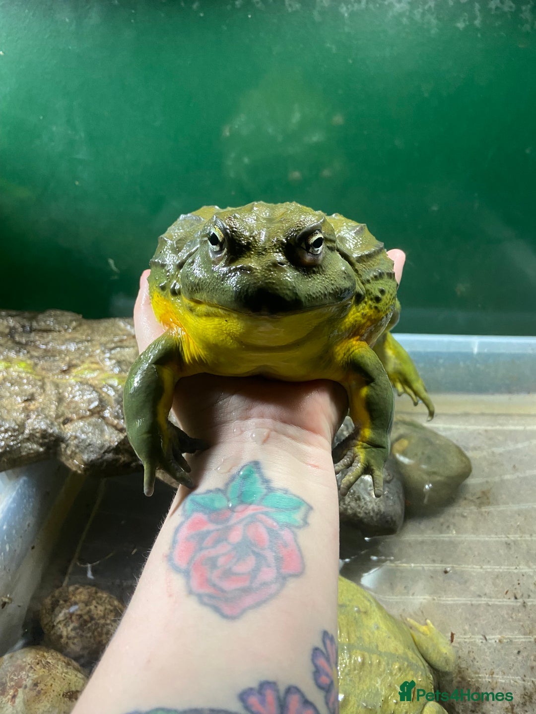 Frog reptiles for sale: Pair of Giant African Bullfrogs with Setup  - Image 12