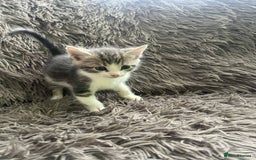 Bengal cats for sale: RUSSIAN BLUE BENGLES - Image 3