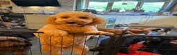 Cockapoo dogs for sale: 2 year old Bobbie - Advert 2