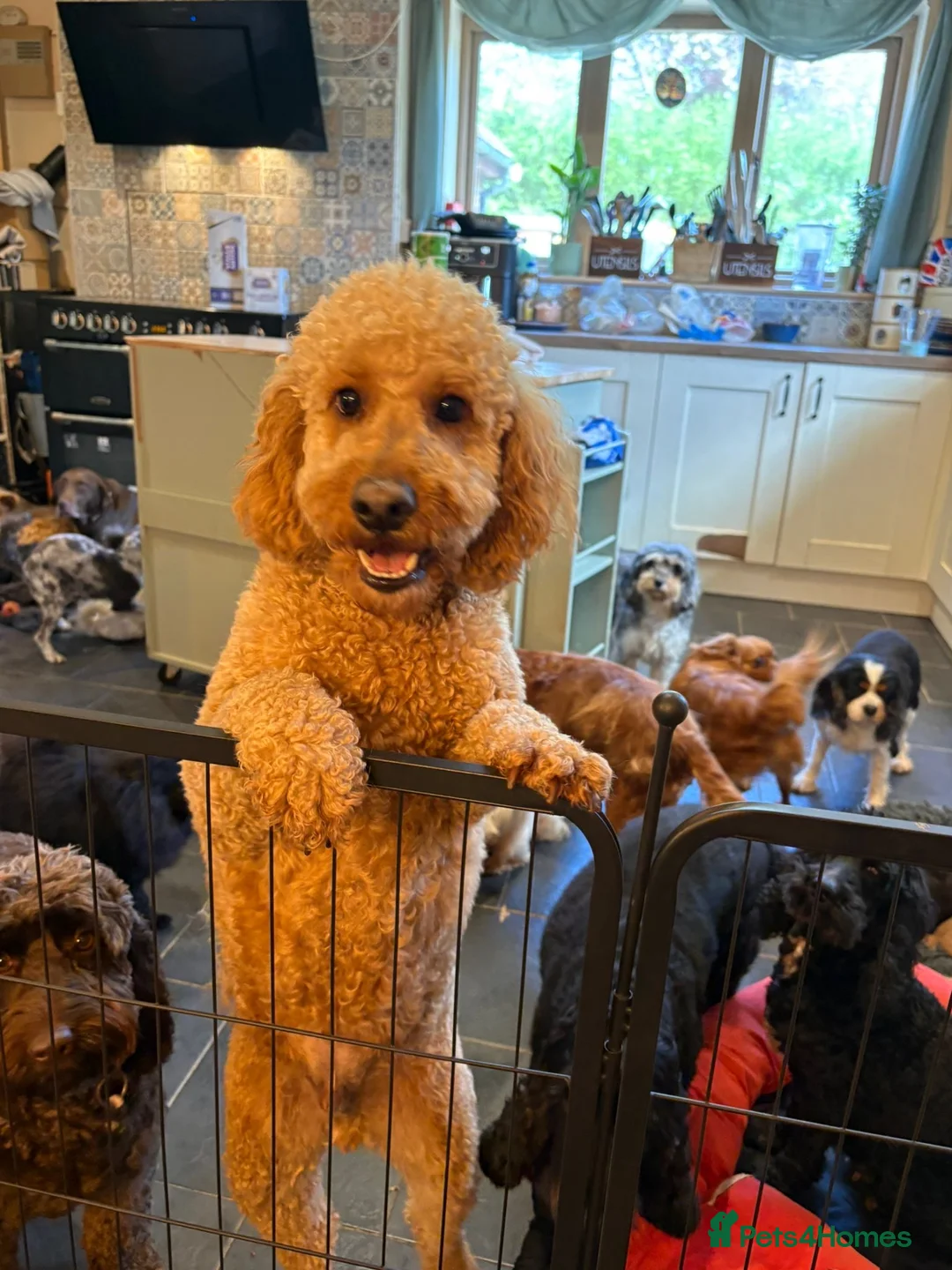 Cockapoo dogs for sale: 2 year old Bobbie - Advert 2