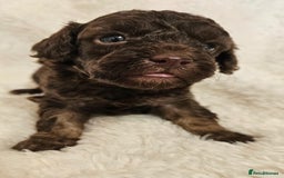 Toy Poodle dogs for sale: Toy poodle puppies  - Image 4