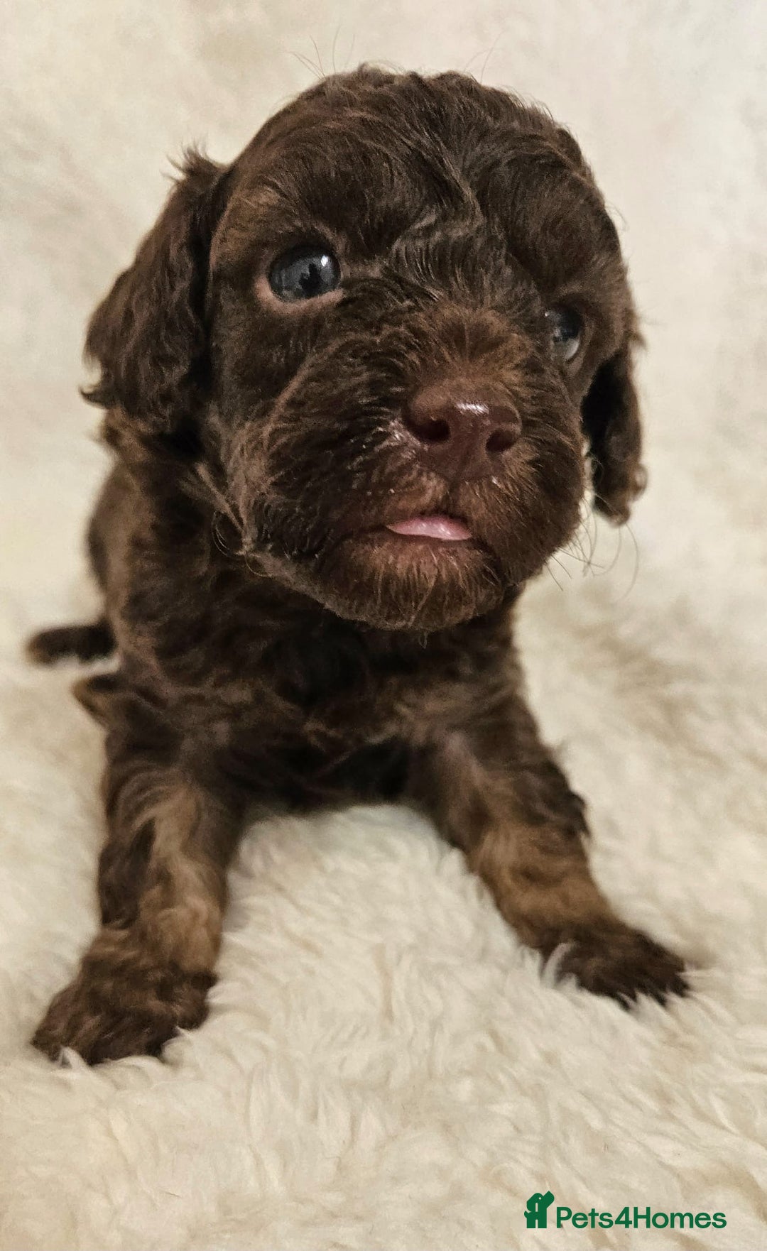 Toy Poodle dogs for sale: Toy poodle puppies  - Image 4